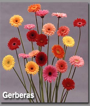 Flores, Flores...